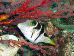 Petit poisson coffre. by Philippe Brunner 